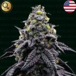Nasiona marihuany NARCOS SEEDS AK-Automático Auto