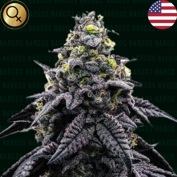 Nasiona marihuany NARCOS SEEDS AK-Automático Auto