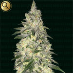 Nasiona marihuany NARCOS SEEDS Kingping Kush