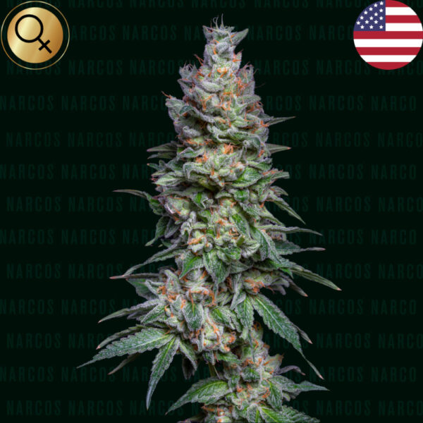Nasiona marihuany NARCOS SEEDS Medellín Mints