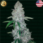Nasiona marihuany NARCOS SEEDS Miami Sunset OG