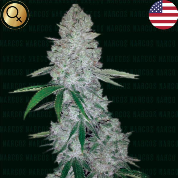 Nasiona marihuany NARCOS SEEDS Miami Sunset OG