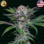 Nasiona marihuany NARCOS SEEDS Sabroso Cherry
