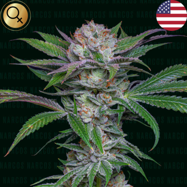 Nasiona marihuany NARCOS SEEDS Sabroso Cherry