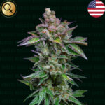 Nasiona marihuany NARCOS SEEDS Strawberry Merengue Auto