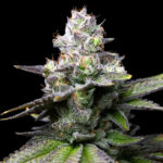 Nasiona marihuany Melted Scoopz Cookies Seeds