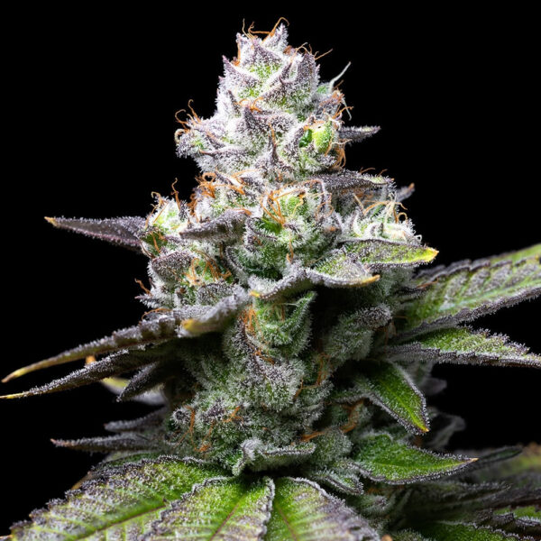 Nasiona marihuany Melted Scoopz Cookies Seeds