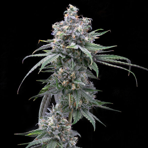 Nasiona marihuany Pie Piss Cookies Seeds