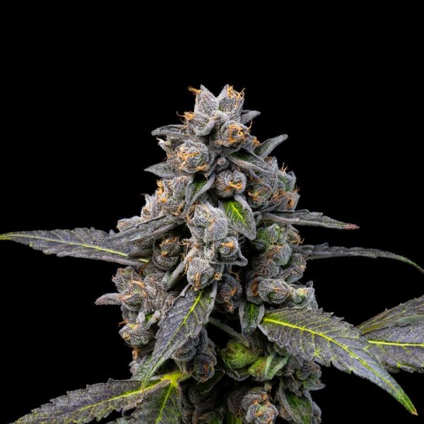 Nasiona marihuany Pink Passion Fruit Cookies Seeds