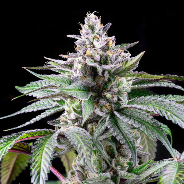 Nasiona marihuany Sunsetz Cookies Seeds