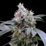 Nasiona marihuany Dirty Diana Cookies Seeds