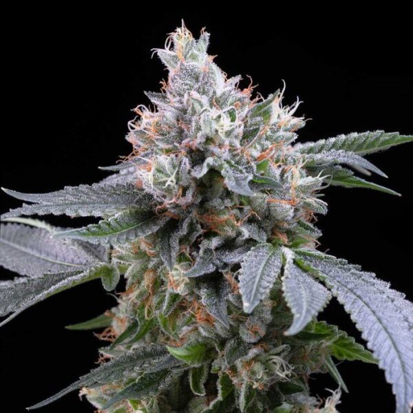 Nasiona marihuany Dirty Diana Cookies Seeds
