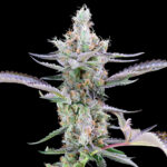 Nasiona marihuany Dirty Money Cookies Seeds