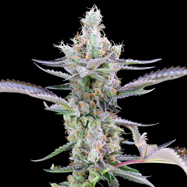 Nasiona marihuany Dirty Money Cookies Seeds
