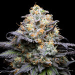 Nasiona marihuany Double Sherb Cookies Seeds