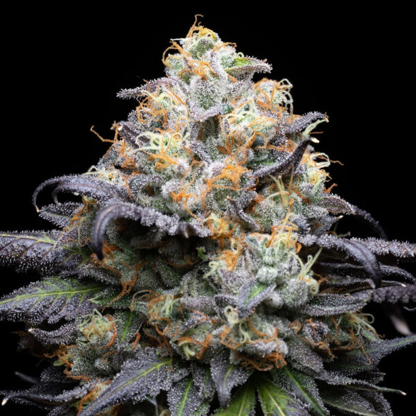 Nasiona marihuany Double Sherb Cookies Seeds