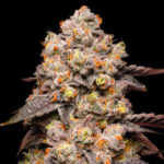 Nasiona marihuany Dried Fruit Cookies Seeds