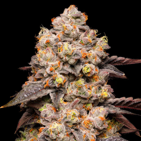 Nasiona marihuany Dried Fruit Cookies Seeds