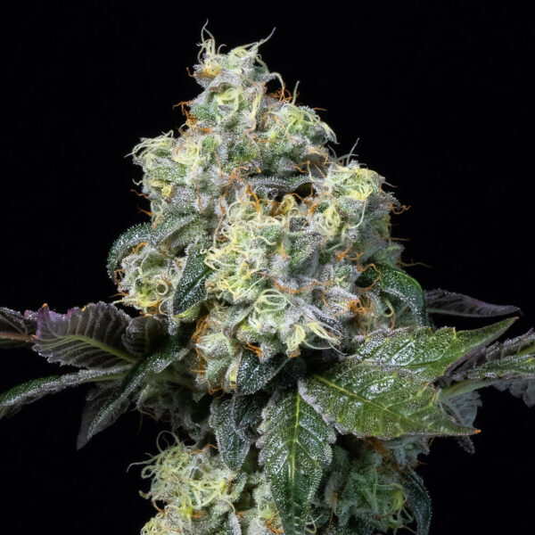 Nasiona marihuany Elephant Trunk Cookies Seeds