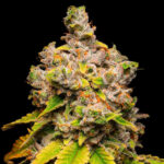 Nasiona marihuany Lemon Cherry Sherb Cookies Seeds