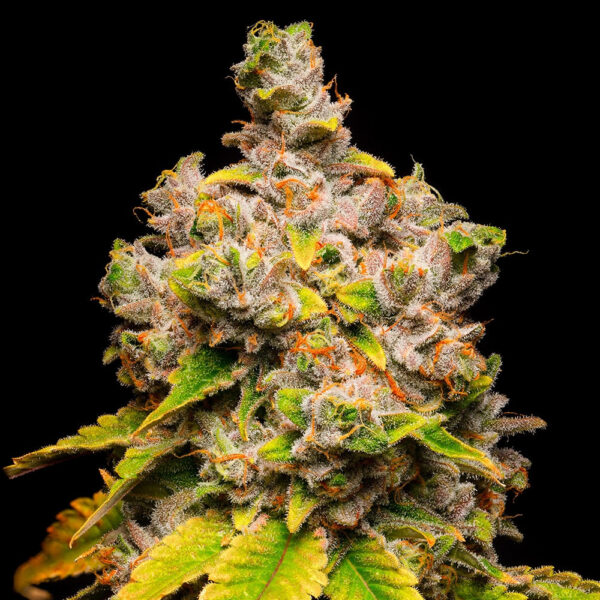 Nasiona marihuany Lemon Cherry Sherb Cookies Seeds