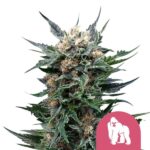Nasiona marihuany Royal Gorilla Royal Queen Seeds