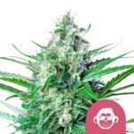 Nasiona marihuany Grape Ape Royal Queen Seeds