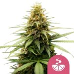 Nasiona marihuany Lemon Skunk Royal Queen Seeds