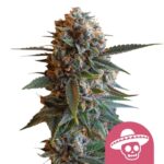 Nasiona marihuany Mexican Rush Royal Queen Seeds