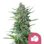 Nasiona marihuany Purple Punch Royal Queen Seeds