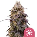 Nasiona marihuany Sticky Queen Royal Queen Seeds