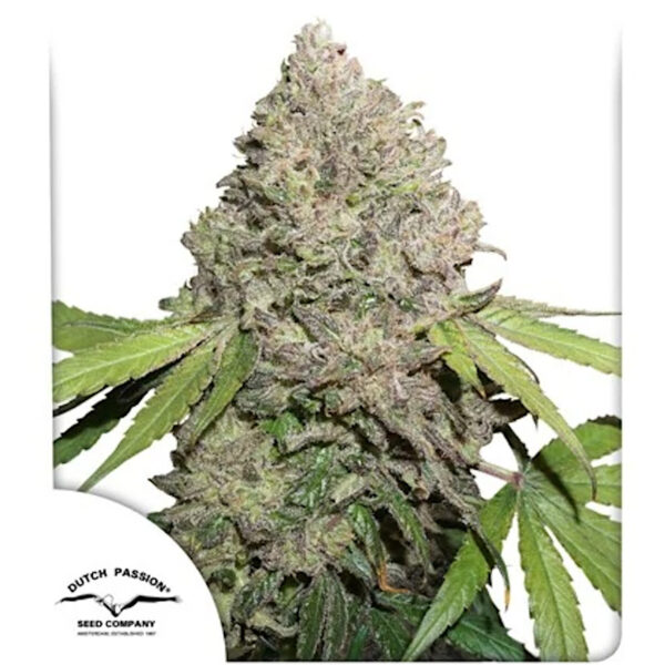 Nasiona marihuany CBD Charlotte’s Angel Dutch Passion