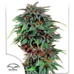 Nasiona marihuany Durban Poison Dutch Passion