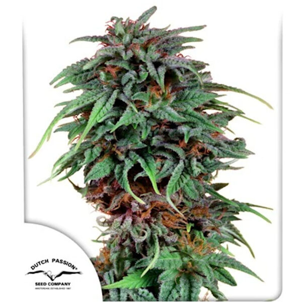 Nasiona marihuany Durban Poison Dutch Passion