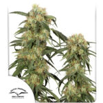 Nasiona marihuany Pamir Gold Dutch Passion
