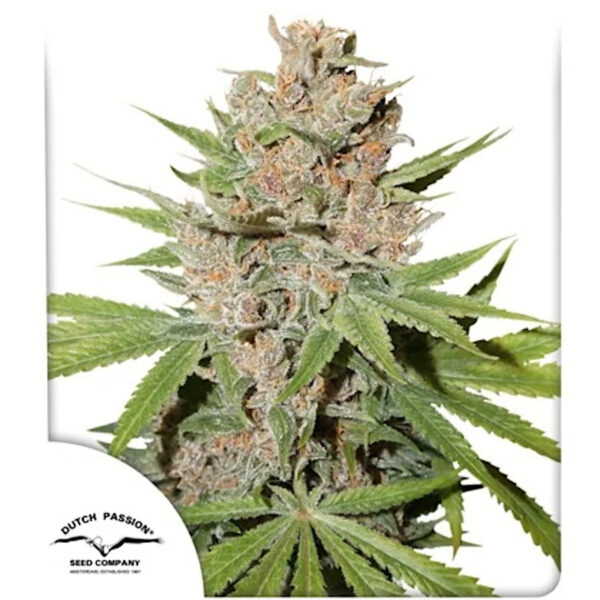 nasiona_marihuany_passion_fruit_dutch_passion Nasiona marihuany Passion Fruit Dutch Passion