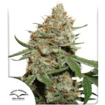 Nasiona marihuany Skunk #11 Dutch Passion