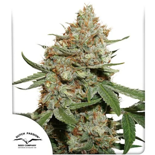 Nasiona marihuany Skunk #11 Dutch Passion