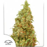 Nasiona marihuany THC-Victory Dutch Passion