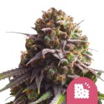 Nasiona marihuany Biscotti Royal Queen Seeds