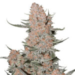 Nasiona marihuany Ztrawberriez Auto Fast Buds