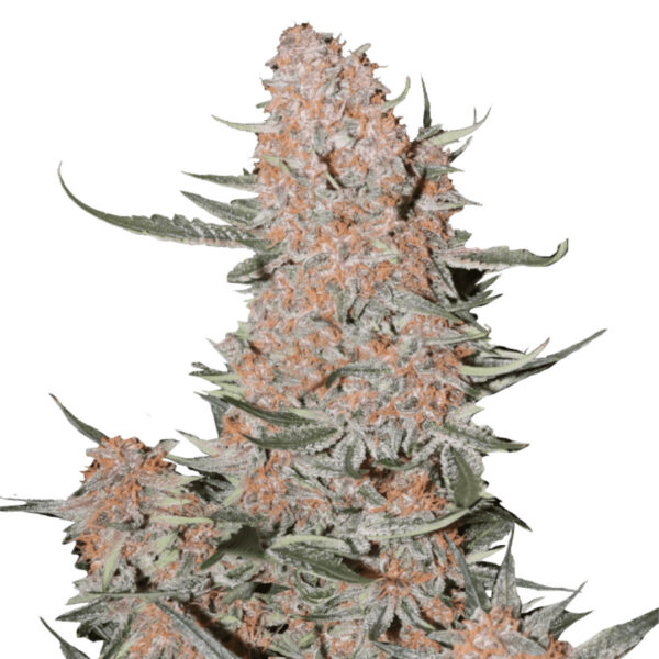 Nasiona marihuany Ztrawberriez Auto Fast Buds