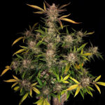 Nasiona marihuany Ztrawberriez Auto Fast Buds