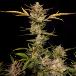 Nasiona marihuany Ztrawberriez Auto Fast Buds
