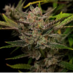 Nasiona marihuany Ztrawberriez Auto Fast Buds