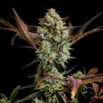 Nasiona marihuany Ztrawberriez Auto Fast Buds