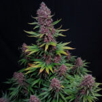 Nasiona marihuany Ztrawberriez Auto Fast Buds