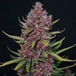 Nasiona marihuany Ztrawberriez Auto Fast Buds