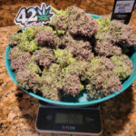 Nasiona marihuany Ztrawberriez Auto Fast Buds