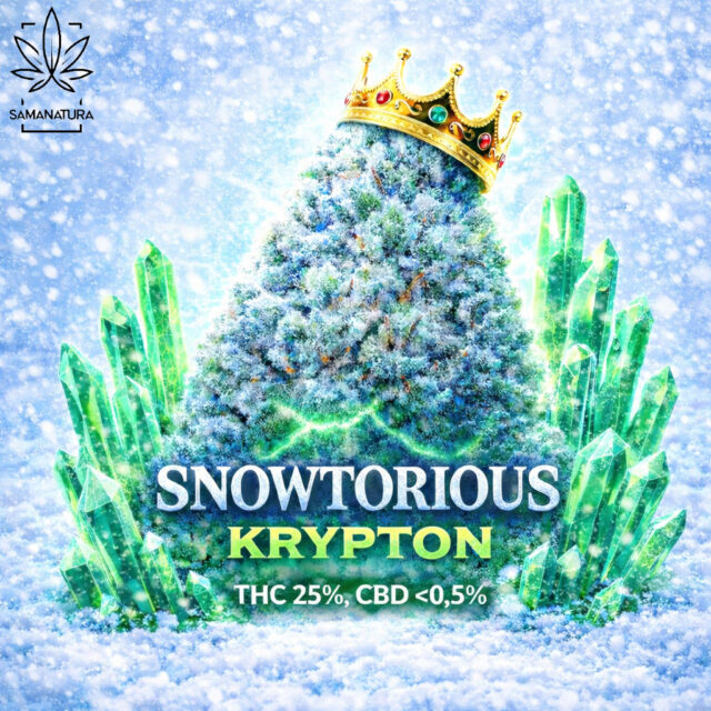 Snowtorious Kryptonite – genetyka, terpeny i szczegóły nowej indiki od Canopy Growth